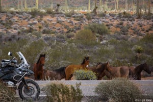 Wild horses on Baja Motorcycle tour