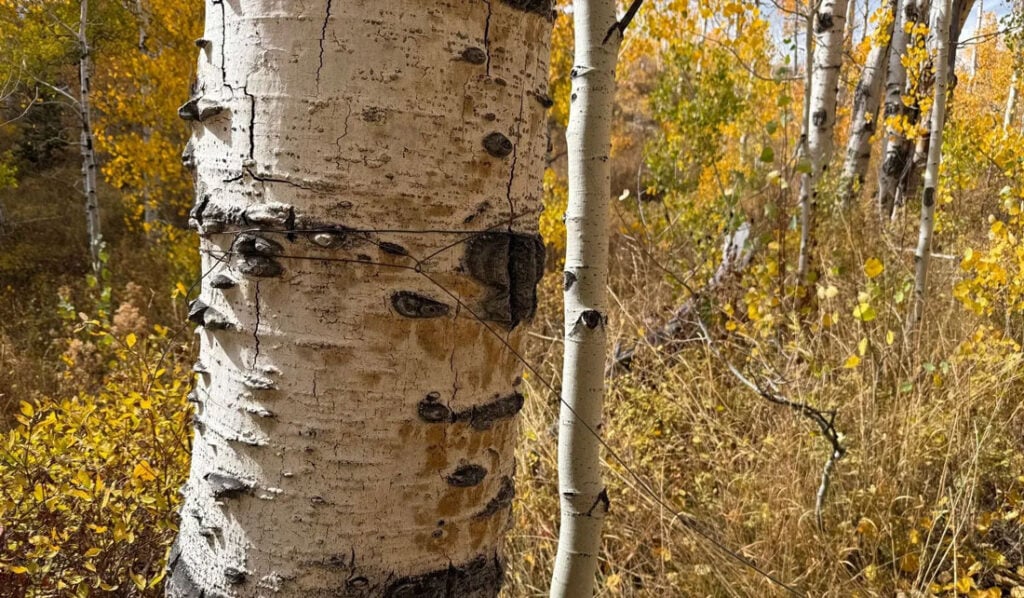 Boobytrap On Public Utah Trail Injures Rider