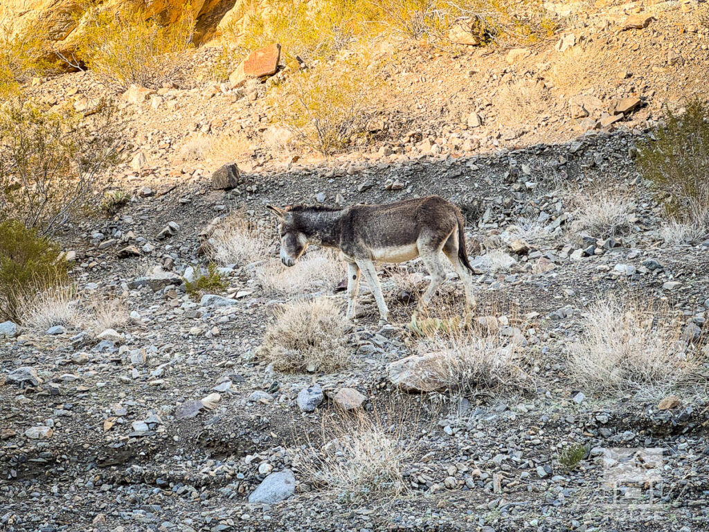 Donkey in Death Valley Pleaseant Canyon