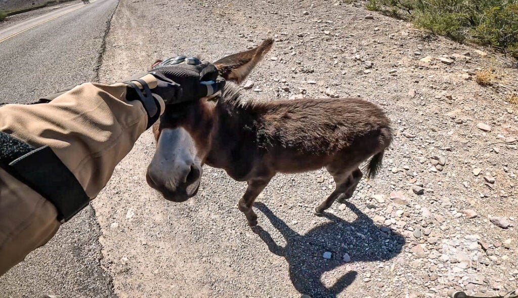 Wild Burros in Oatman